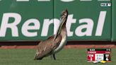 Pelican flies onto field, captivates fans during Giants-Reds game