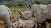 Lie detectors to target "corrupted" officials amid wildlife poaching