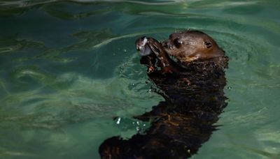 Una asociación británica denuncia el trato incorrecto a animales en zoológicos europeos