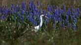 One of North America's tallest birds, a whooping crane, hangs out at Paynes Prairie Preserve