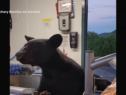 VIDEO: Black bear startles guests, employee at Anakeesta concession stand