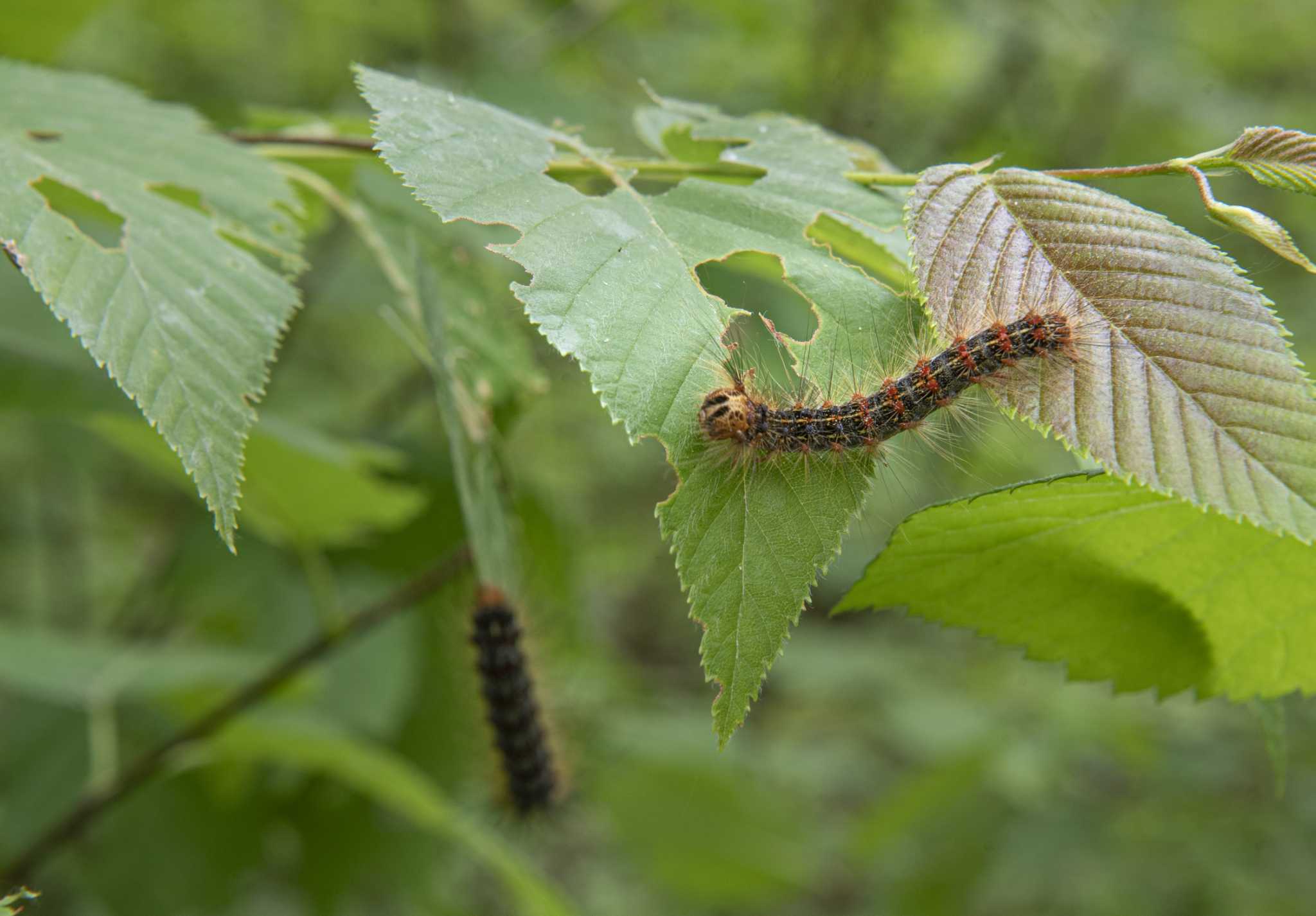 ‘Like fall’ in June: Spongy moth caterpillars outbreaks ravage trees in Hudson Valley