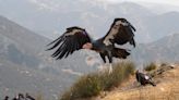 Avian flu kills 10 northern Arizona condors and officials fear the virus could spread