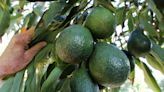 What you need to know about Southern California avocado trees
