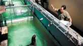 Oppose new Morro Bay aquarium for the sake of compassion toward animals | Opinion