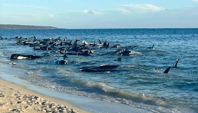 Hasta 160 ballenas piloto quedan varadas en Australia y al menos 26 murieron, dicen funcionarios