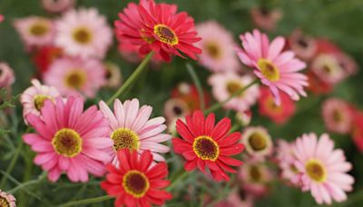 Grow This Garden Staple: Long-Lasting Gerbera Daisies