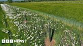 Agroforest trial under way at RSPB's Cambridgeshire farm