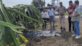 Indore: Dragon Fruit Being Cultivated In District
