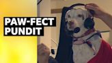 MLB: Pablo the Dog joins baseball commentary booth