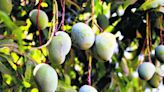 Documentary on Hoshiarpur mango orchards released