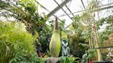 Corpse flower poised to bloom for first time at Colorado State University this weekend