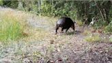 World Tapir Day: What Happens When Dogs Meet Tapirs?