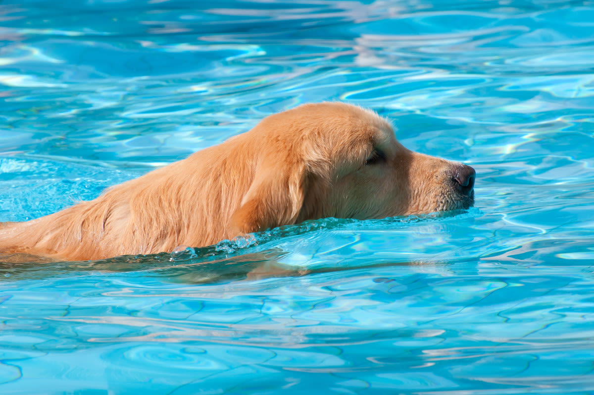 Golden Retriever's Sneaky Attempt At Asking Mom to Swim Is Irresistible