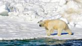 Muere oso polar tras jugar rudamente con otro oso