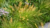 How to Plant and Grow Prairie Dropseed