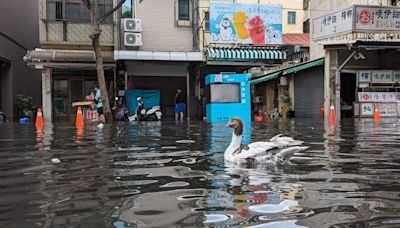 晴天也積水…高雄旗津大潮飽受淹水之苦 水利局：改善工程年底完工