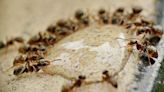 Las hormigas se amputan entre ellas las patas lesionadas