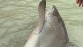 Huge Shark is Brought Ashore So That Tourists Can Take Selfies With It