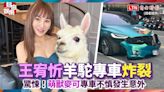 驚悚！10億女神王宥忻出事了 羊駝專車炸裂 - 自由電子報影音頻道