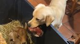 Friendly Golden Retriever Tries to Share Plush Toy with Baby Cow — Watch!