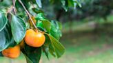 Why a bountiful fruit tree in your garden is a delight until it isn’t