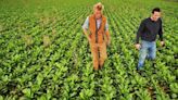 Europe's vegetable farmers warn of shortages as energy crisis bites