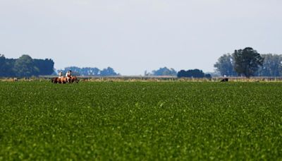 Estimación cosecha soja Argentina cae a 50,5 million ton por rindes bajos: Bolsa Cereales