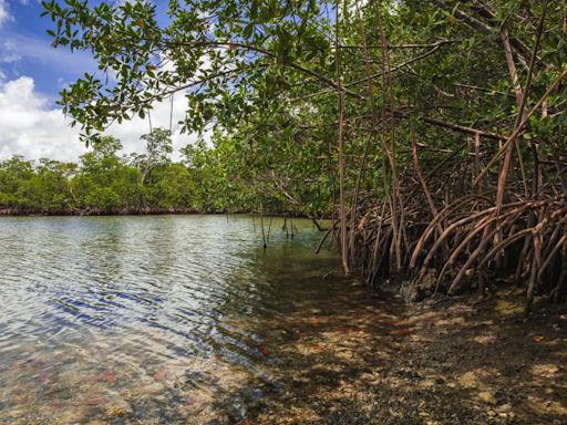 Florida state parks proposal for golf courses, hotels was further along than DeSantis let on