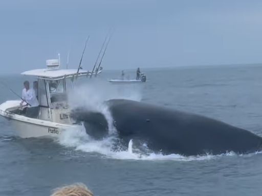 Terrifying call from boaters who watched huge humpback sink ship