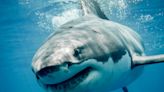 Great white shark sightings rise in New England. Why this might be happening.