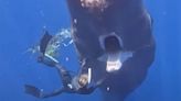 Sperm Whale Asks Divers For Help Removing Trash Tangled In Its Mouth