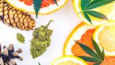 Can Terpenes Reverse A Bad Cannabis High?