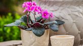 11 Tips for Repotting African Violets to Get More Flowers