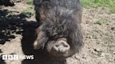 Fair Oak: Pig rescued by fire crews after getting trapped in mud