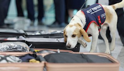 South Korea deploys sniffer dog to detect bedbugs from Paris Olympics