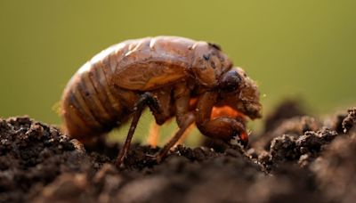 A strange fungus could transform emerging cicadas into ‘saltshakers of death,’ scientists say