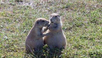 Plague found in Badlands area prairie dogs, NPS says