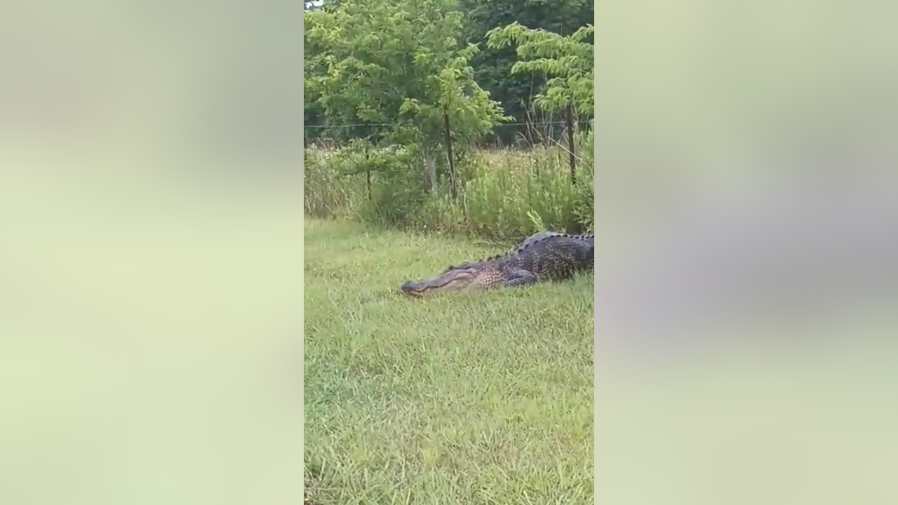 #PasadenaGator! Police take care of reptile relaxing on the side of the road