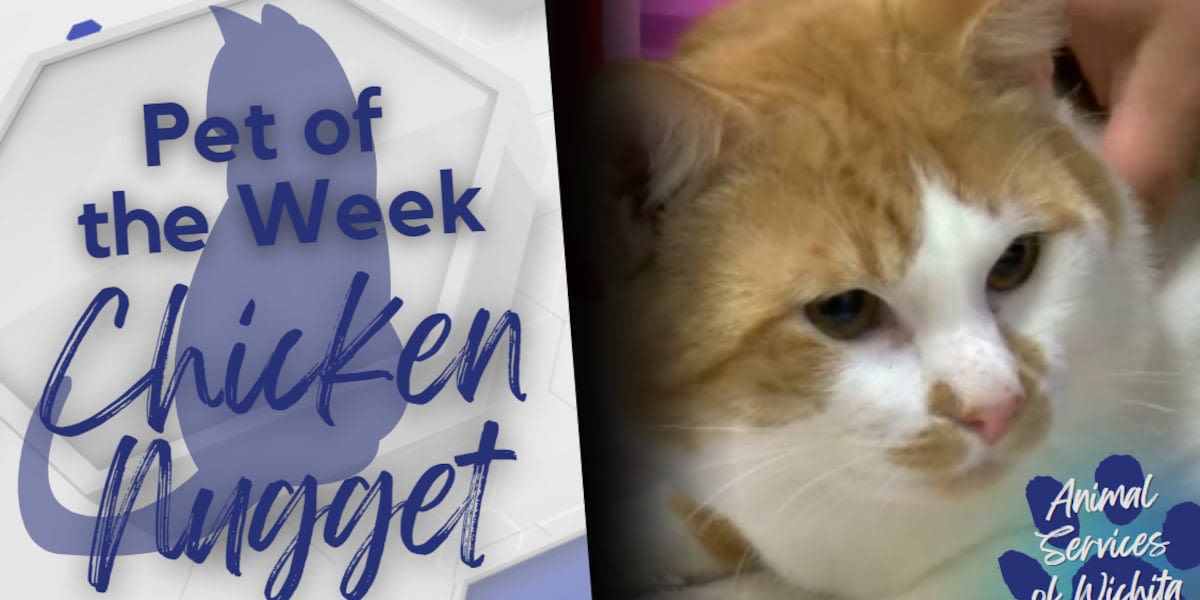 ‘He’s (chicken) tender-hearted’ Chicken Nugget is WF Animal Services Pet of the Week