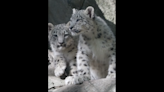 Baby ‘ghosts of the mountain’ make debut at New York zoo. See the fluffy cubs play