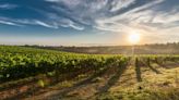 Wine Trail: Top 5 Wine Regions In The US You Must Visit