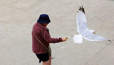 Seagull attack 'epidemic' in pretty village everyone knows from hit TV show