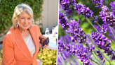 Martha Stewart says these 5 plants will keep your yard mosquito-free – but do pest experts agree?