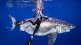 Alejarse de un tiburón podría ser fatal: cómo se debería actuar en el océano, según recomendaciones de una buzo experta