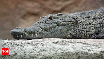 Crocodiles vs. alligators: Spotting the differences | - Times of India