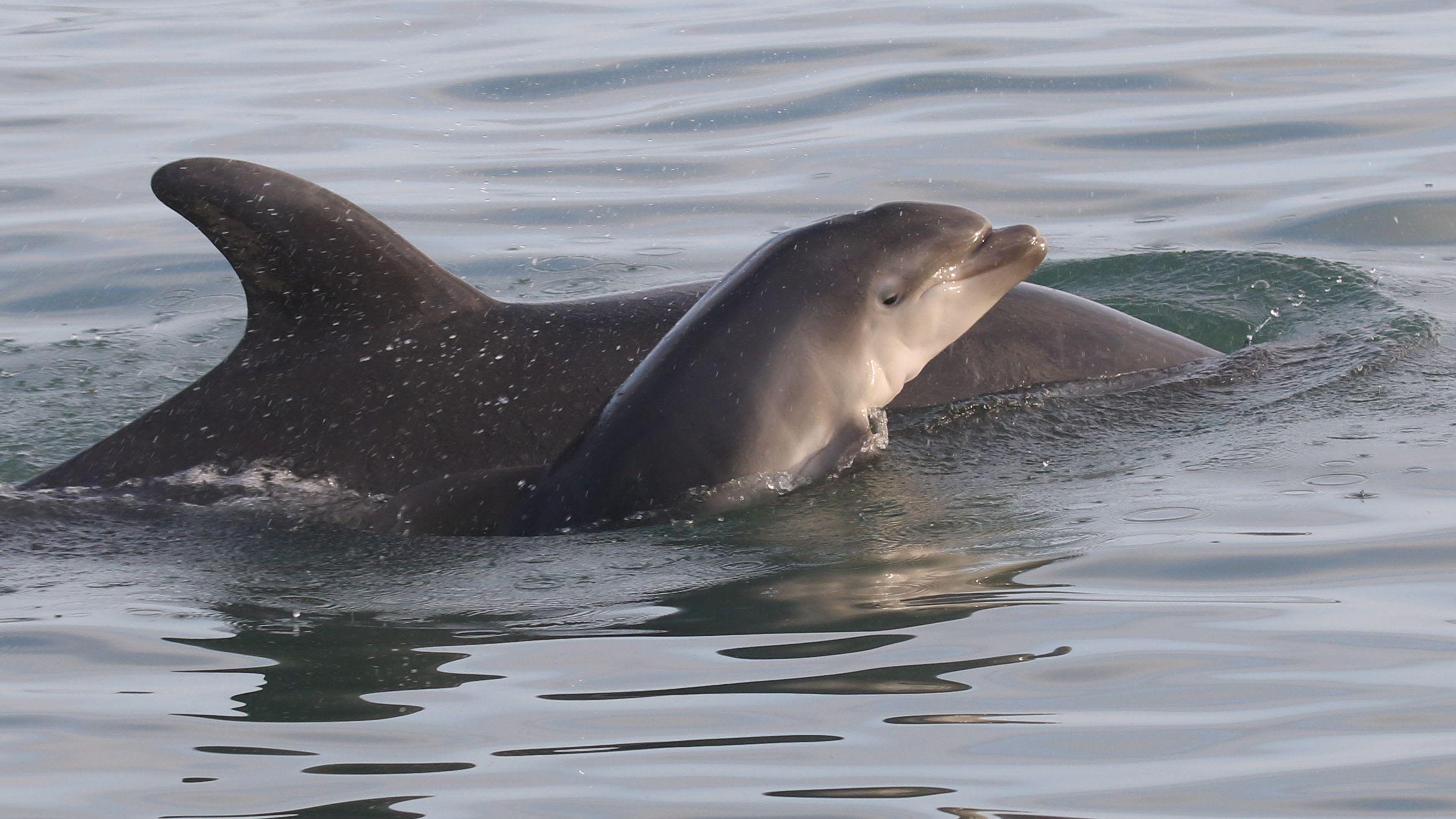 She spotted dolphin in Wales before her death - now it shares her name