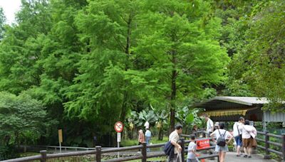 宜蘭桐花祭推步道小旅行 邀遊客體驗客家風情