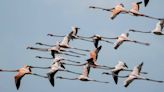 A flamingo flock inspires hope. Have the rare birds returned to the Everglades for good?