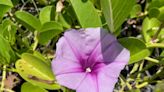 Green gardening: These plant species will do well when harsh weather hits Palm Beach